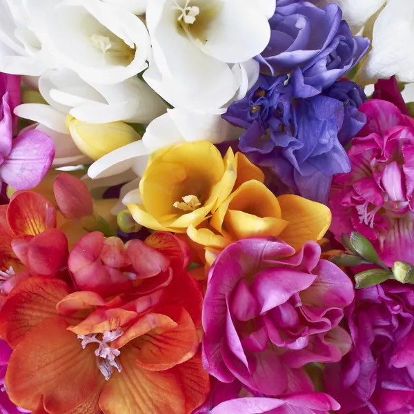 Праздник цветов фрезии — стоковое фото