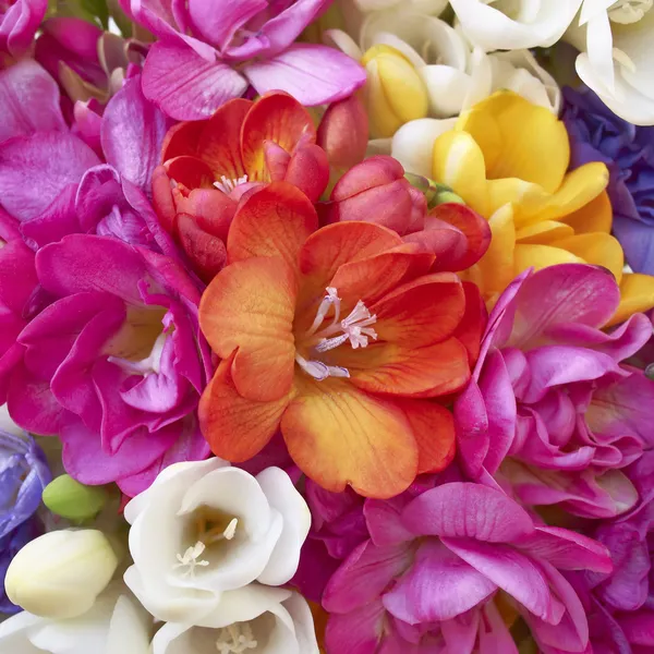 En fest av freesia blommor Royaltyfria Stockfoton