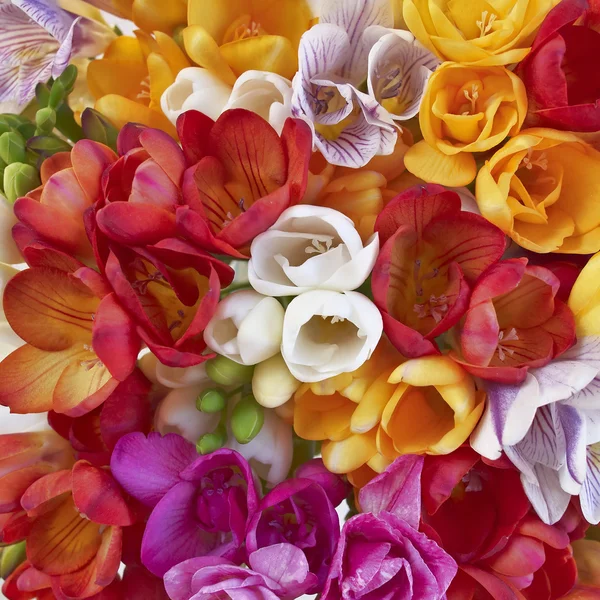 Colorido freesias closeup — Fotografia de Stock