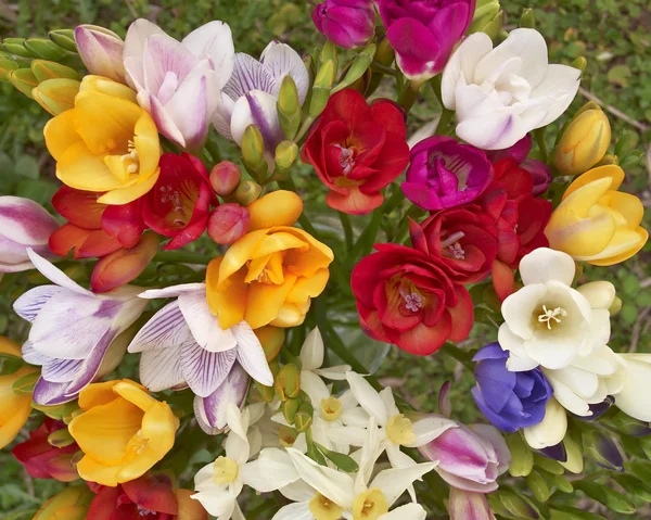 Barevné frézie květiny — Stock fotografie