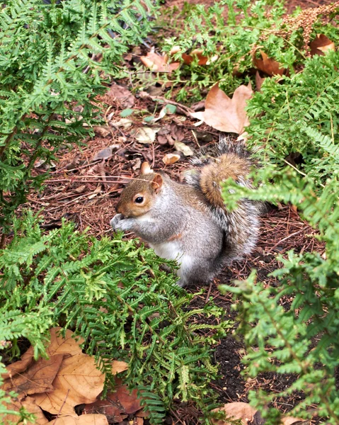 Cute grey squirrel, Hyde park — Stock Photo, Image