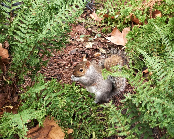 Cute grey squirrel, Hyde park — Stock Photo, Image