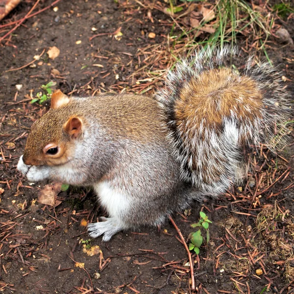 Cute grey squirrel, Hyde park — Stock Photo, Image