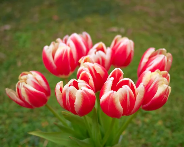 Rode witte tulpen boeket — Stockfoto