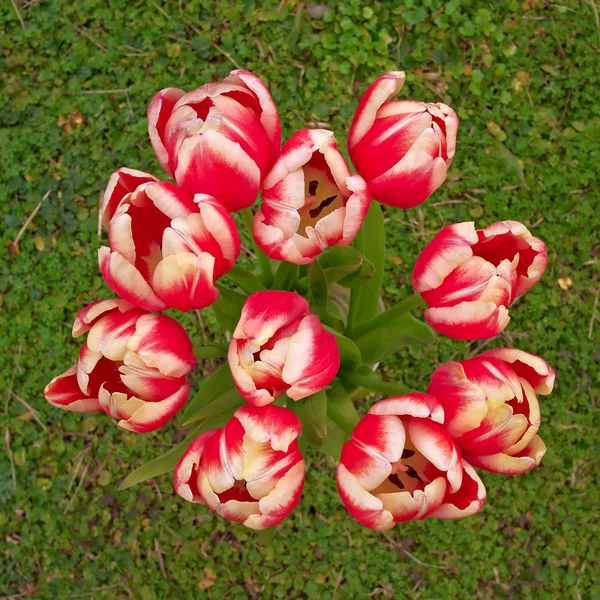 Buquê de tulipas brancas vermelhas — Fotografia de Stock