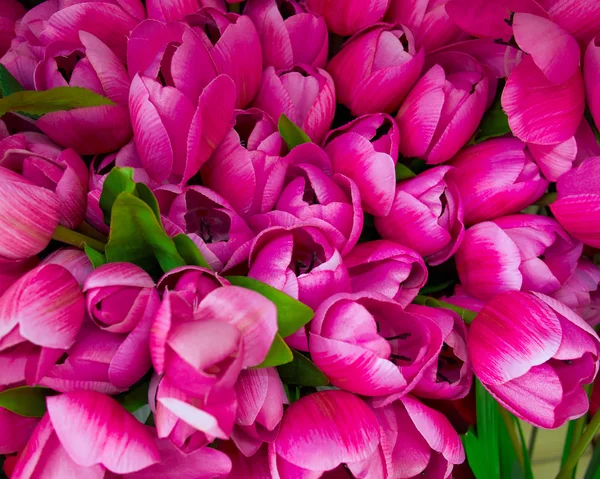 Fake tulips, floral background — Stock Photo, Image