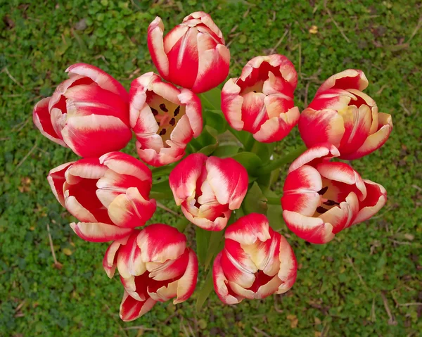 Rote weiße Tulpen Strauß — Stockfoto