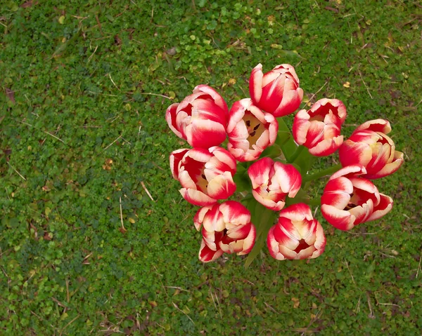 Czerwone tulipany biały bukiet — Zdjęcie stockowe