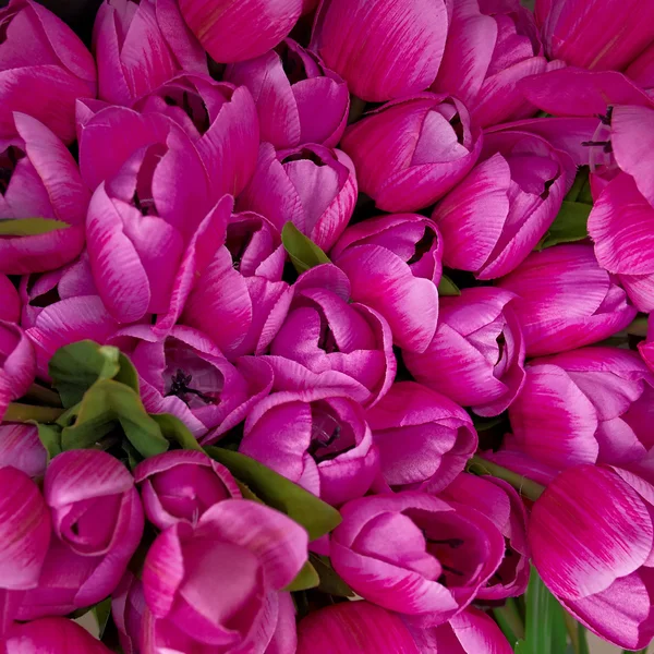 Dark pink fake tulips closeup Stock Picture