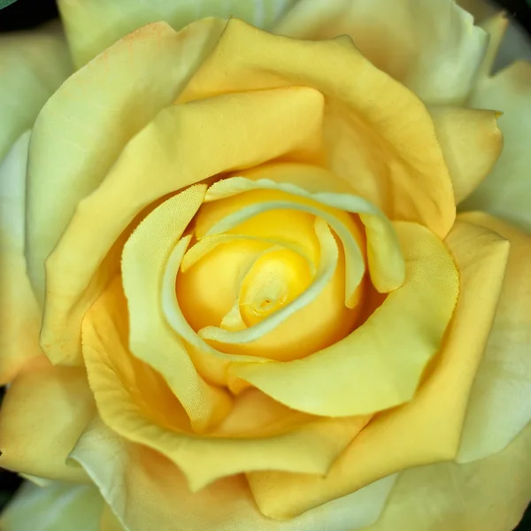 Colorful fake rose closeup — Stock Photo, Image