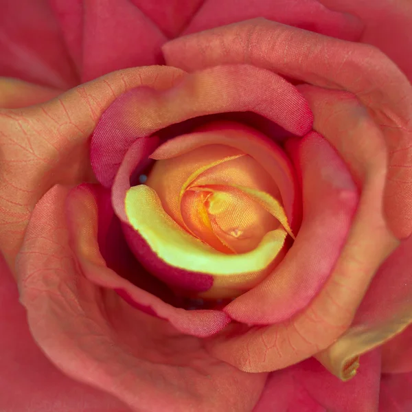 Colorido falso rosa primer plano —  Fotos de Stock