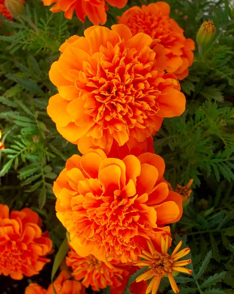 Fiori di calendula arancione primo piano — Foto Stock