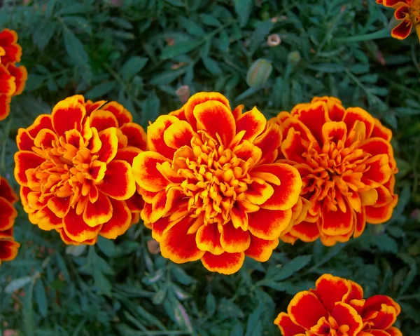 Orange marigold flowers closeup — Stock Photo, Image