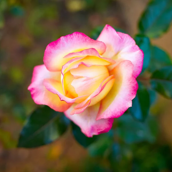 Single rose close-up — Fotografia de Stock