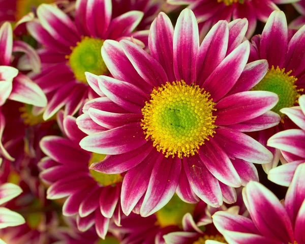 Chrysanthèmes gros plan, fond floral — Photo