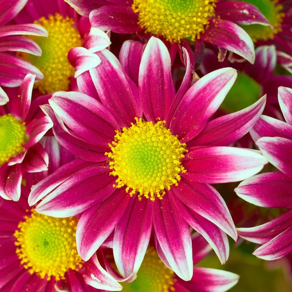 Crisantemos primer plano, fondo floral — Foto de Stock