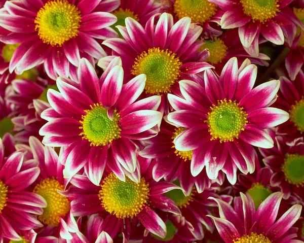 Chrysanten close-up, floral achtergrond — Stockfoto