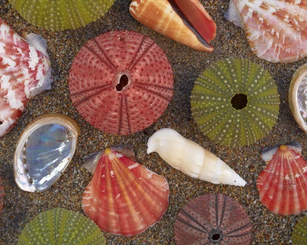 Морські урчіни і мушлі на вологому піску — стокове фото