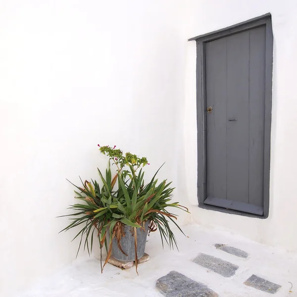 Porta e vaso de plantas, espaço para datilografar — Fotografia de Stock