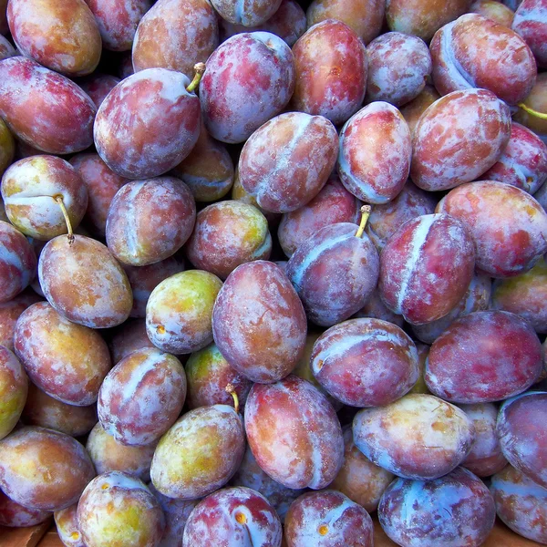 Tesori della terra, prugne fresche — Foto Stock