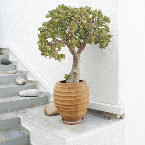 Jade plant in ceramic flowerpot — Stock Photo, Image