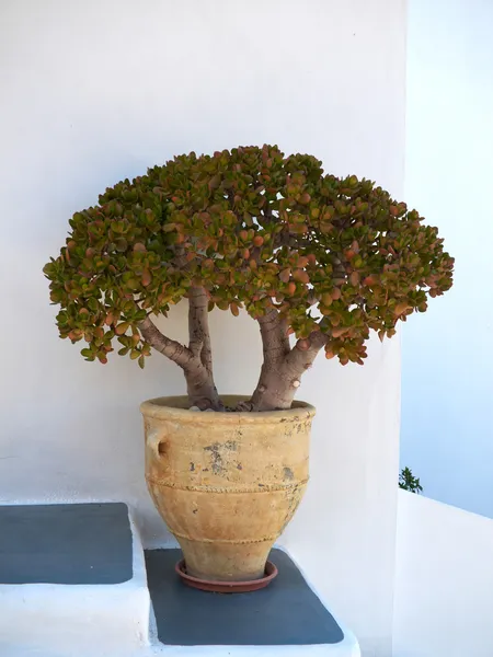 Jade plant in ceramic flowerpot — Stock Photo, Image