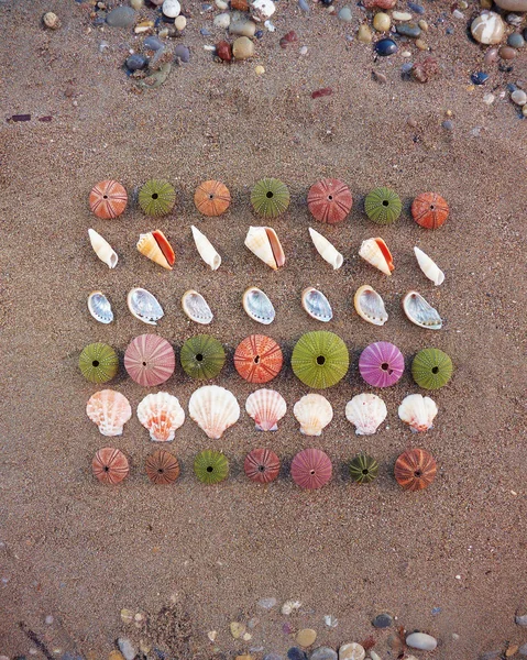 Ours de mer et coquillages sur sable mouillé — Photo