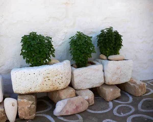 Basil in three flowerpots made of stone — Stock Photo, Image