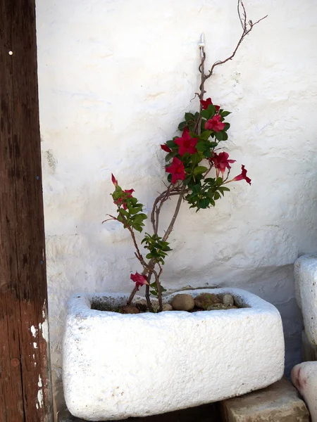 石造りの植木鉢の赤い花 — ストック写真