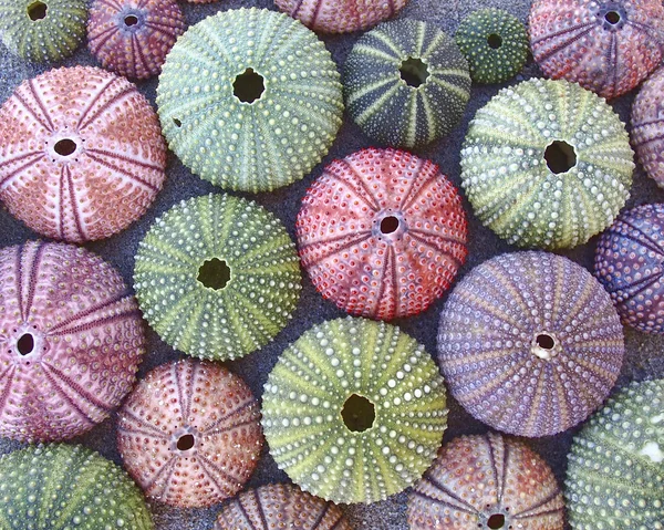 Variety of colorful sea urchins on the beach Stock Image