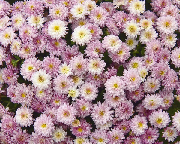 Pink chrysanthemums closeup — Stock Photo, Image