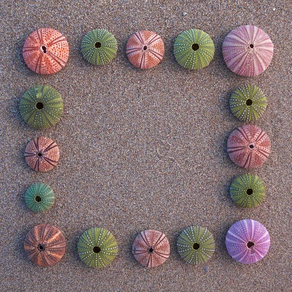 Erizos y conchas de mar sobre arena mojada — Foto de Stock