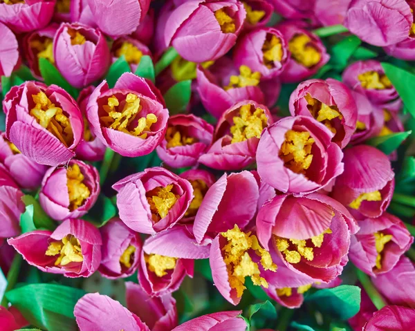 Anêmonas falsas, fundo floral — Fotografia de Stock