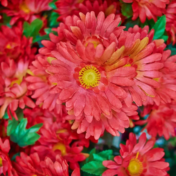 Crisantemos falsos, fondo floral — Foto de Stock