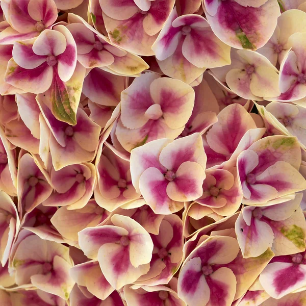 Hortensia flowers closeup — Stok fotoğraf