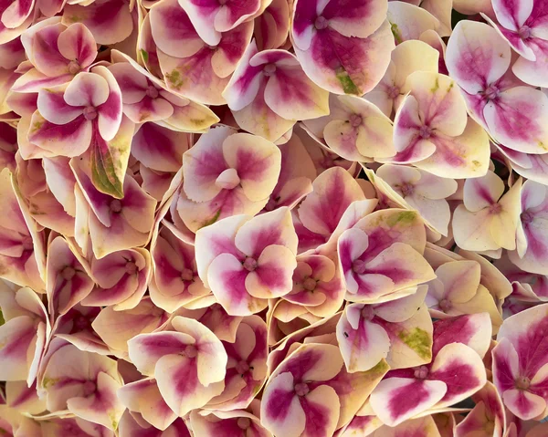 Zbliżenie kwiatów Hortensia — Zdjęcie stockowe