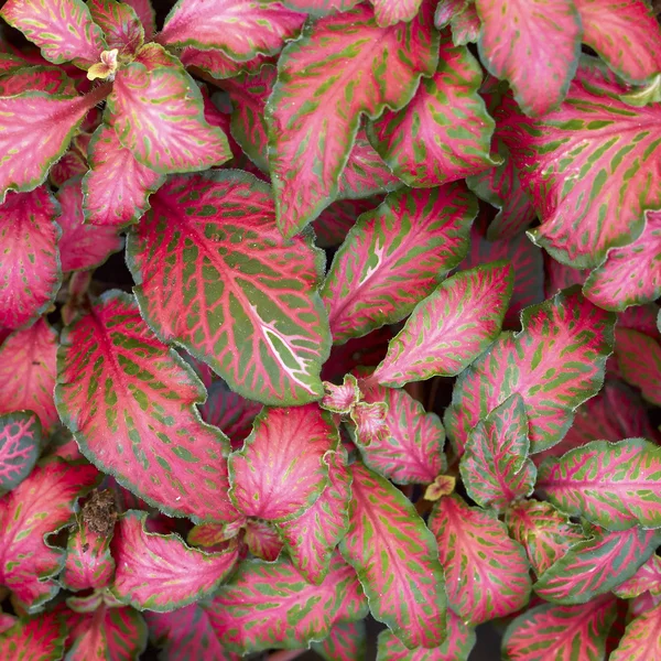 Coleus plant foliage — Stock Photo, Image