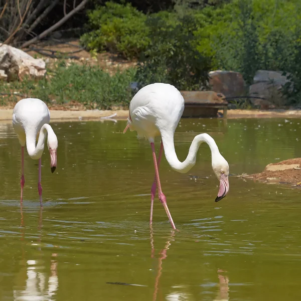 Pink flamingos eating — Stock Photo, Image