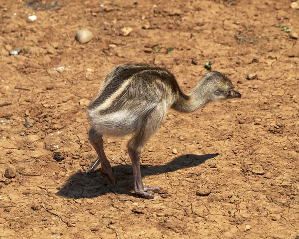 Single ostrich chick — Stock Photo, Image