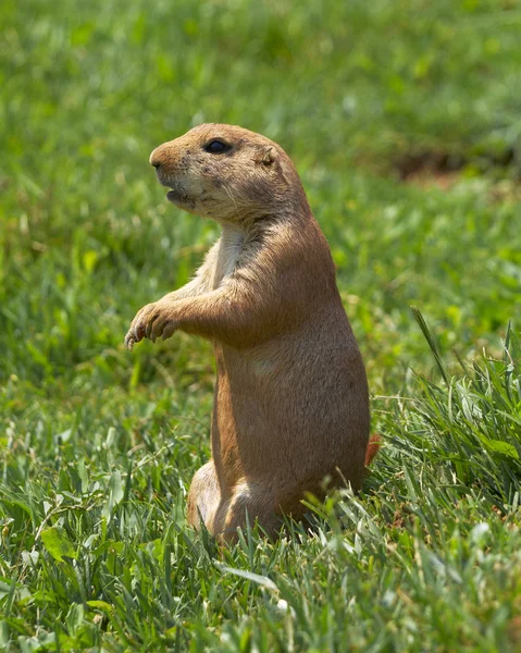 Prairie dog watching — Stock Photo, Image