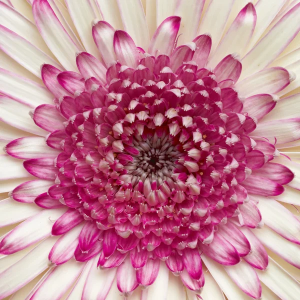 Blek vit och violett gerber daisy — Stockfoto
