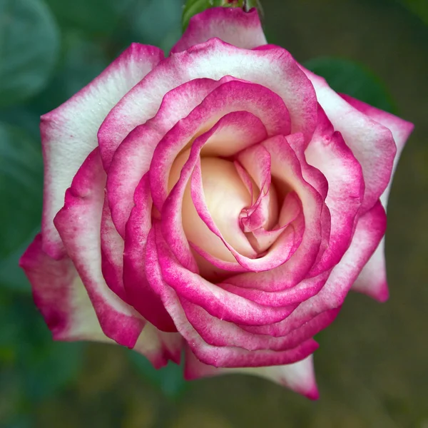 淡白色 & 樱红色玫瑰 — 图库照片