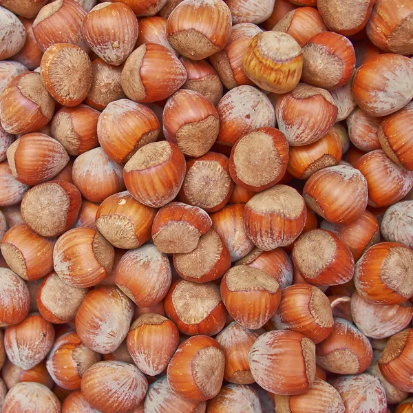 Hazelnuts closeup — Stock Photo, Image