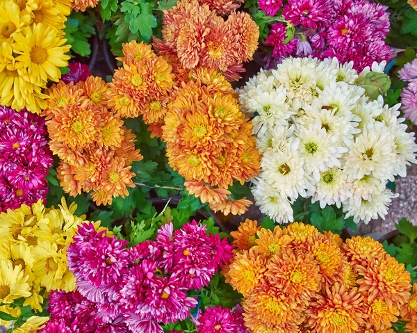 Chrysanthèmes colorés fond floral — Photo