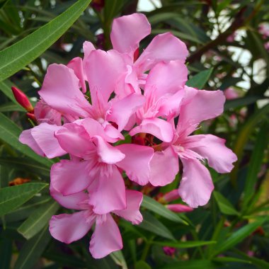 Pink oleander bouquet closeup clipart