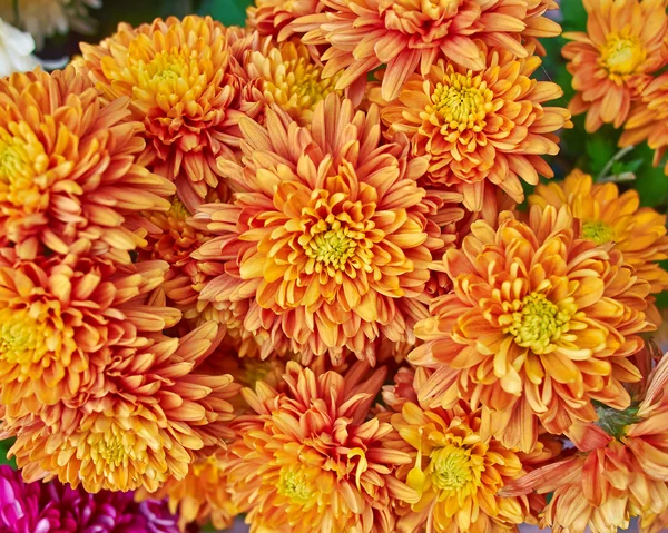 Colorful chrysanthemums floral background — Stock Photo, Image