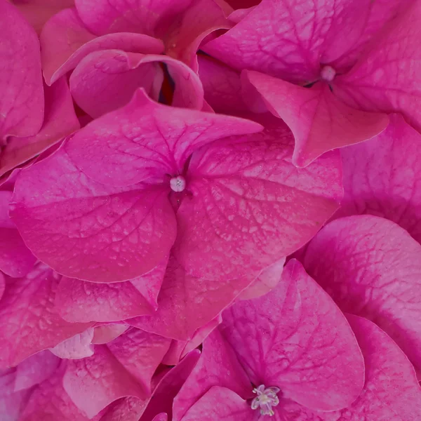 Hortensia, violett färgade — Stockfoto