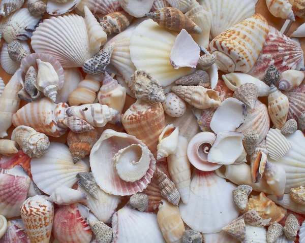 Variety of colorful sea shells closeup — Stock Photo, Image