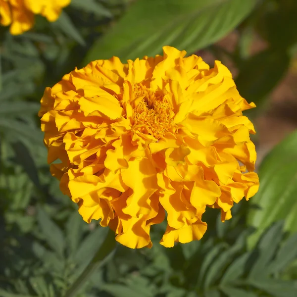 Marigold blomst nærmer seg – stockfoto