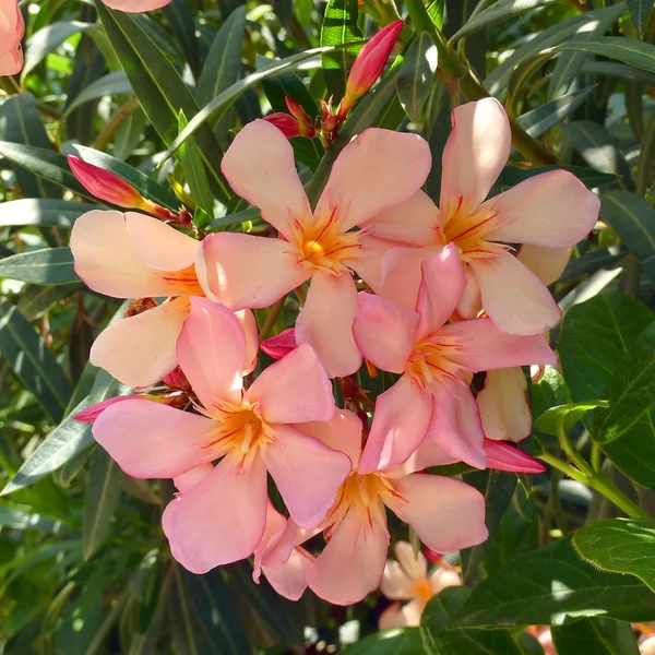 Rózsaszín oleander csokor Vértes — Stock Fotó